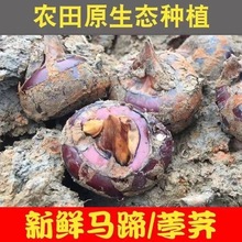 正宗荔浦本地新鲜现挖马蹄鲜甜荸荠出口批发商超东南亚市场越南