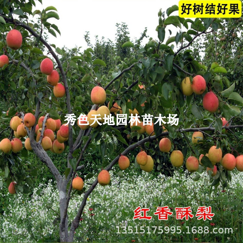 嫁接红香酥梨梨树苗特大香甜多汁梨苗北南方种植当年结果果树果苗