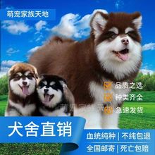 纯种阿拉斯加犬幼犬活体出售大型阿拉斯加雪橇犬巨型犬阿拉斯加犬