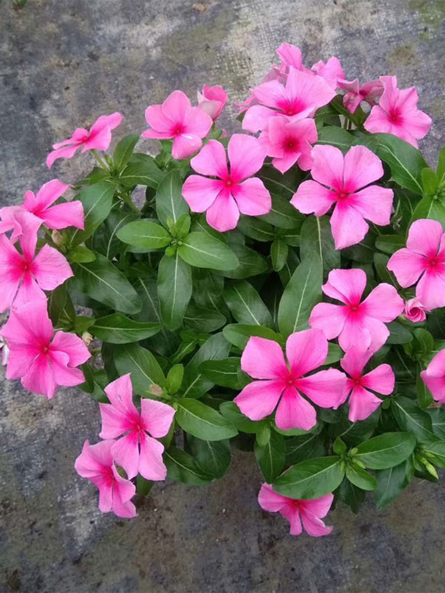 日日春盆栽长春花带花苞四季花苗阳台开花耐热耐晒花卉网红植物花