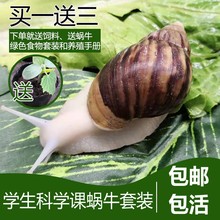大蜗牛活体宠物白玉蜗牛套装食用蜗牛观察小蜗牛学生科学实验蜗牛