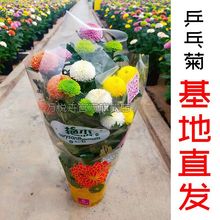 乒乓菊盆栽带花苞四季开重瓣七彩球菊花苗室内阳台庭好养花卉绿植