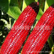 红玉米种子红粘大棒红香糯水果玉米种子春秋播种蔬菜种子植物种子