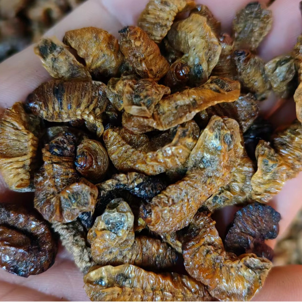 昆虫类中药材蛴螬 地蚕 白土蚕老母虫核桃虫干净无硫现货批发零售