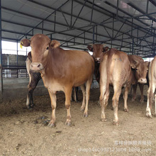 肉牛育肥四川现在的小牛犊价格三个月的肉牛犊西门塔尔牛市场行情