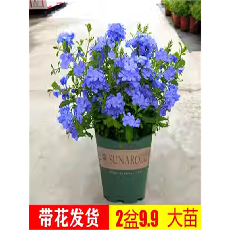 蓝雪花苗盆栽大苗棒棒糖攀爬藤植物四季花卉特大兰雪花带花苞阳台
