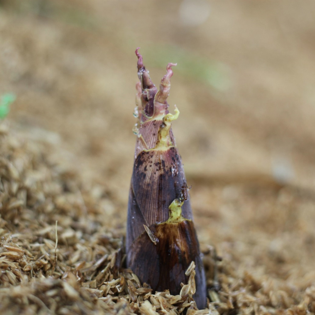 蒲江雷竹笋新鲜蔬菜现挖现发5斤大笋整箱批发