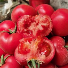 早春越冬大红番茄种子高产红宝石西红柿籽抗病毒耐低温水果蔬菜孑