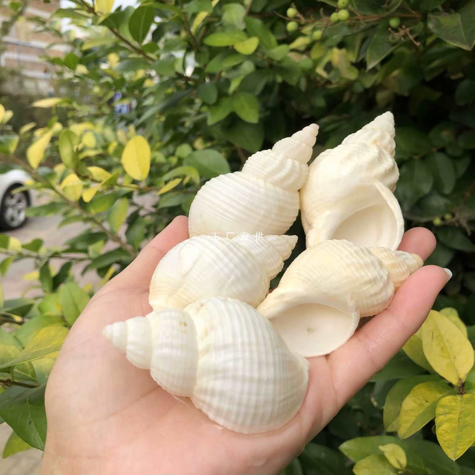 天然海螺贝壳6-7cm花生螺鱼缸造景地台装饰摆件拍摄道具礼物实拍