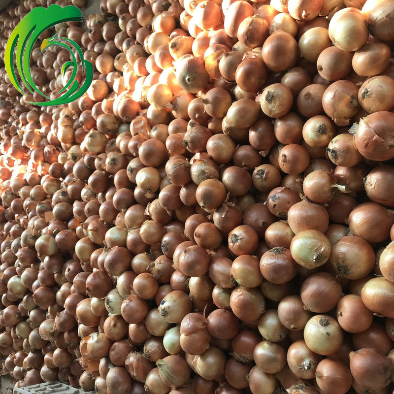 2021年 小黄葱 5-8cm 甘肃备案基地产 出口欧洲 东南亚 非洲 brc