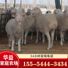 绵羊羊崽价格 大量出售绵羊羊苗 出售小尾寒羊多少钱一只
