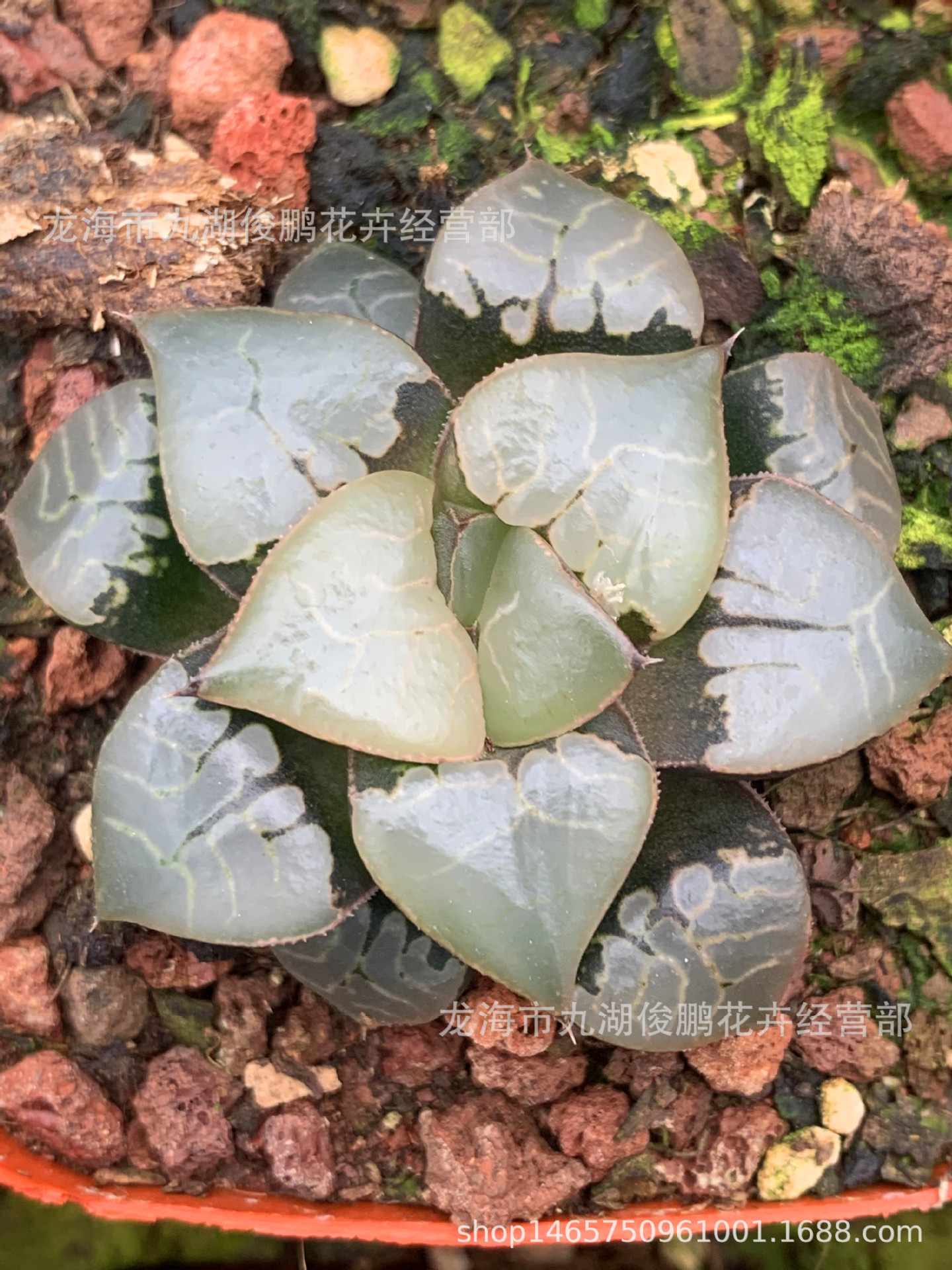 批发火凤凰寿多肉植物十二卷