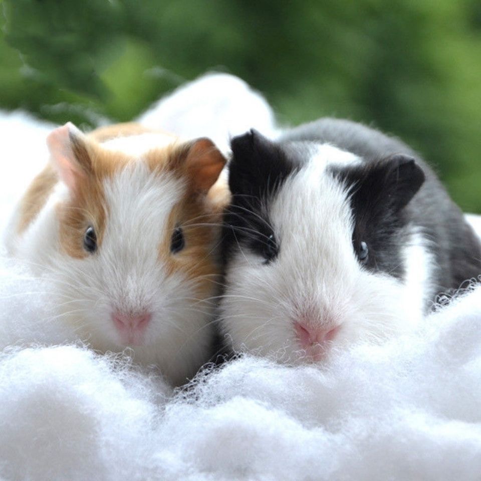 (宠物活体)荷兰猪荷兰鼠活体饲料荷兰猪用品以打送笼送药品