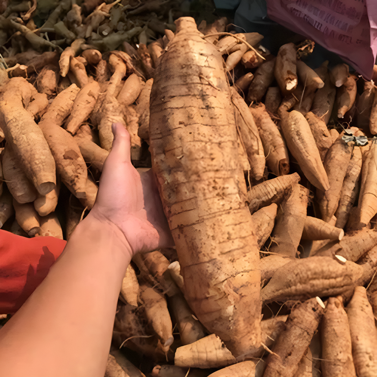 葛根新鲜广西和平粉葛无渣现挖大山野葛薯广东煲汤解酒葛根粉包邮