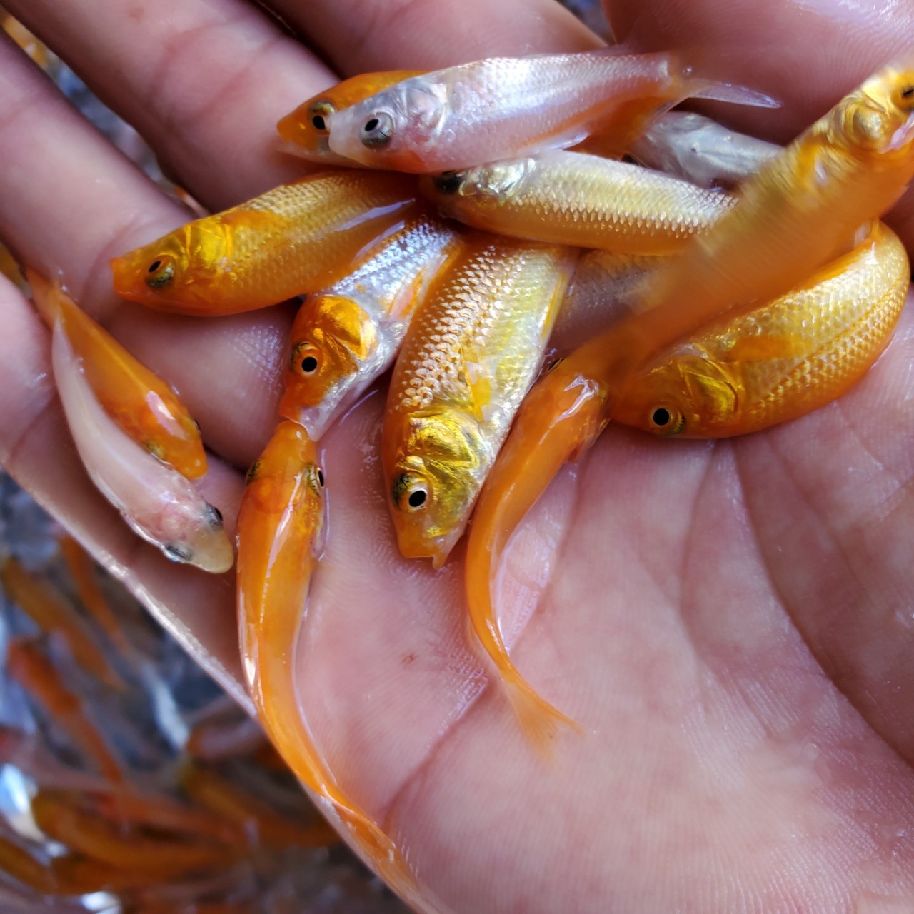 锦鲤鱼苗 日本锦鲤鱼苗 大量批发各种品质锦鲤鱼苗