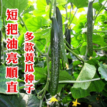 黄瓜种子四季种植水果黄瓜菜籽玉女早春阳台旱黄瓜农家蔬菜种籽