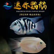 波子阿凡达蓝波子种鱼热带鱼草缸鱼群游温顺波子鱼_阿里巴巴找货神器