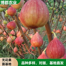 基地出售当年结果无花果苗 根系发达植株健壮波姬红无花果苗