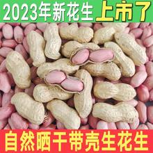 2023年新带壳生花生自然晒干高产种子原味炒熟花生粉红皮花生米
