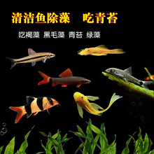 除藻清道夫淡水热带鱼清洁鱼除藻螺黄金胡子大帆小精灵吃青苔活体