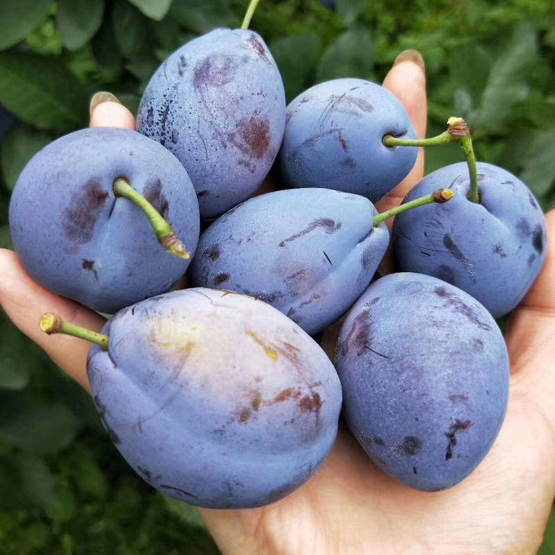 西梅四川大西梅汶川鲜果大西梅现摘应季高端水果李孕妇厂家亚马逊