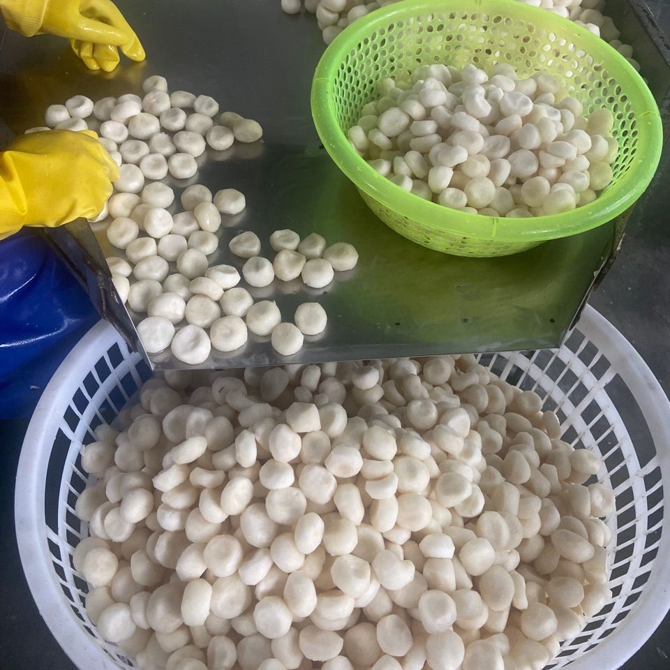 速冻马蹄粒马蹄丁荸荠饺子包子狮子头肉馅配料批发奶茶配料特优货