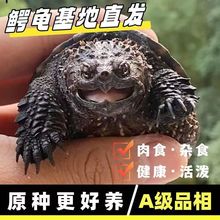批发北美小鳄龟苗活物宠物龟观赏龟杂佛食肉龟水龟外塘凶猛小乌龟