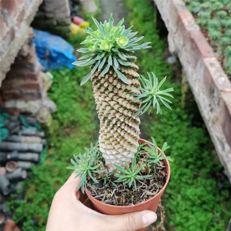 仙人球铁甲麒麟多肉植物峨眉山多头盆栽绿色花卉基地大棚