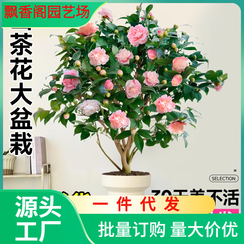 一件代发香妃山茶花盆栽树苗带花苞五色赤丹四季开花卉室内植物阳