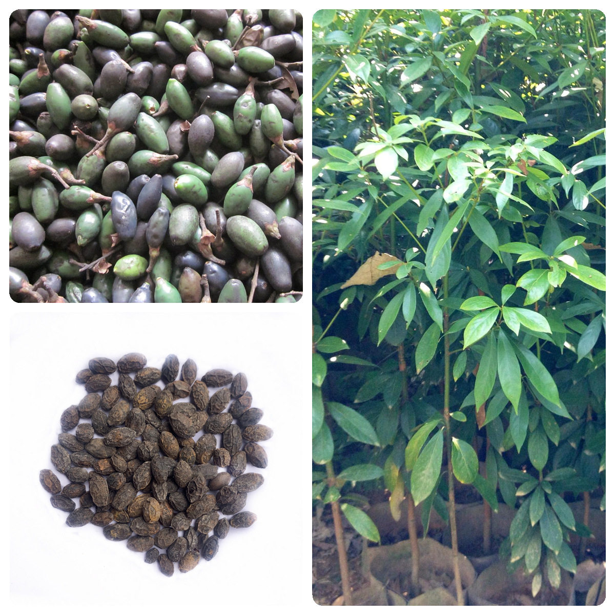 林木种子楠木种子小叶桢楠种子细叶桢楠种籽四季庭院金丝楠木种子