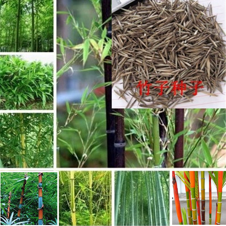 竹子种子苗户外绿植庭院紫竹黄金竹罗汉竹耐寒南北方大型毛竹种籽