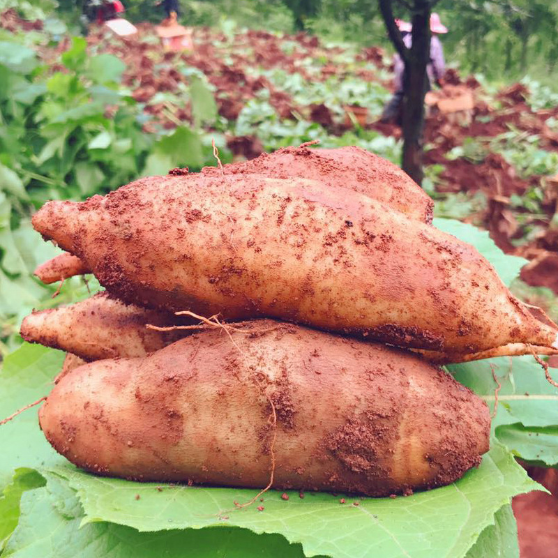 云南天山雪莲果新鲜水果雪连果挖当季水果红心黄心批发