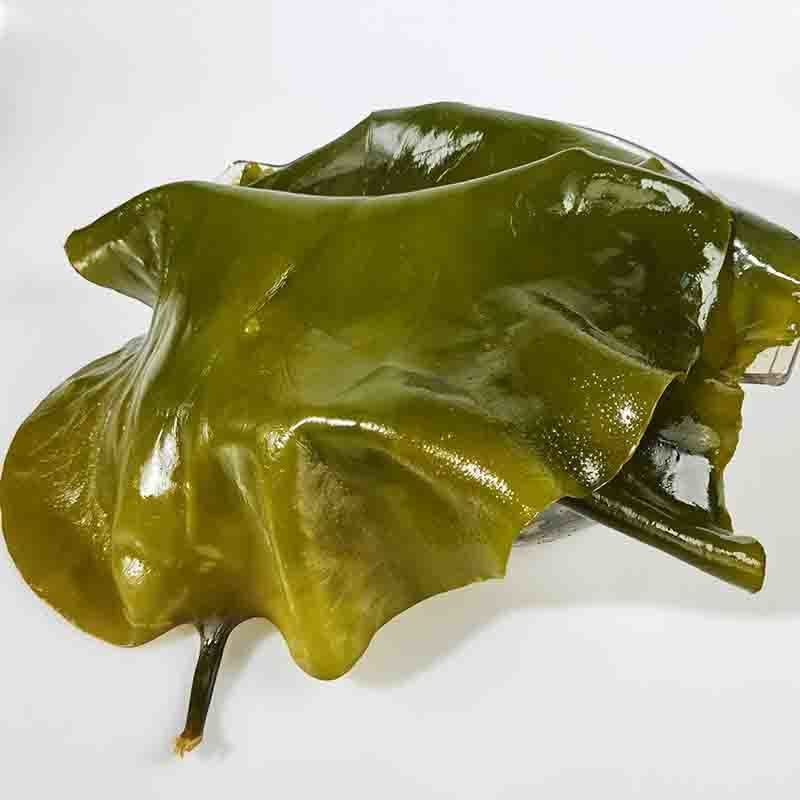 鲜嫩海带盐渍海带海带片裙带菜海白菜海藻菜凉拌菜麻辣烫火锅食材
