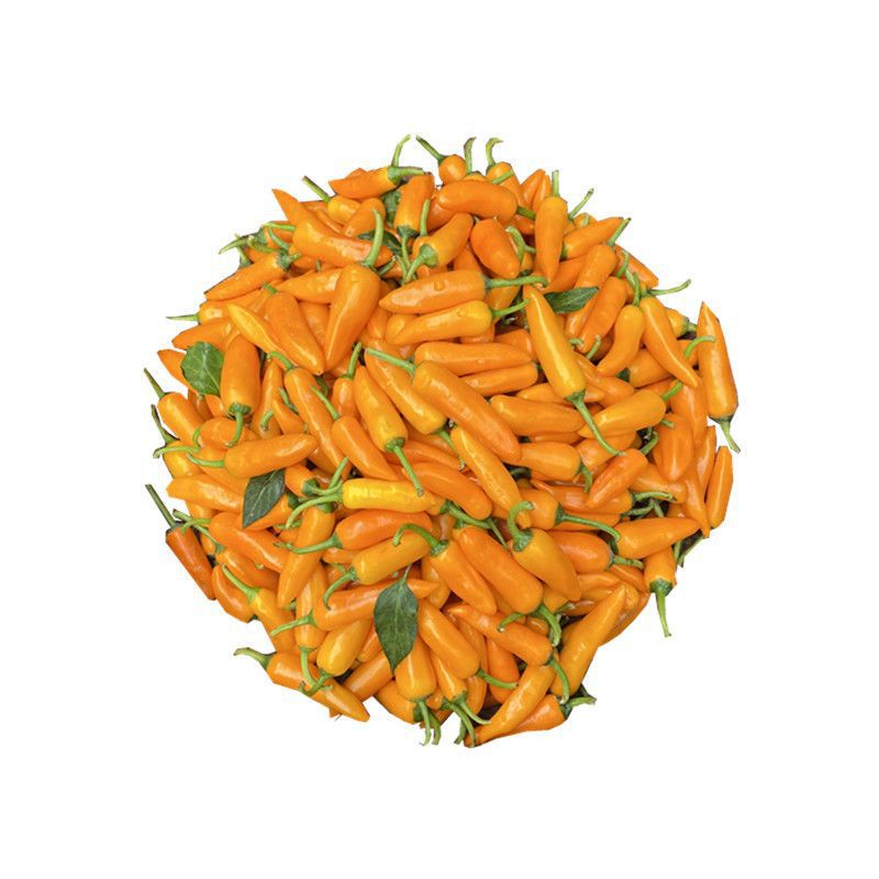 福建永安黄椒农家小米辣泡椒特产香辣黄辣椒新鲜农家自种尖椒剁椒