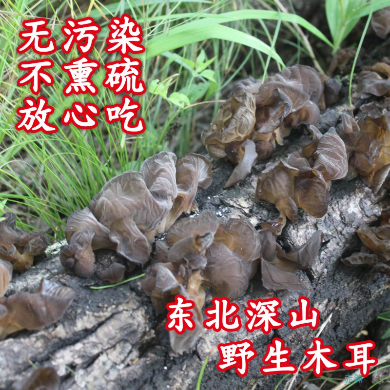 东北特产野生黑木耳纯长白山深山新秋木耳特干货级500g散装木耳干