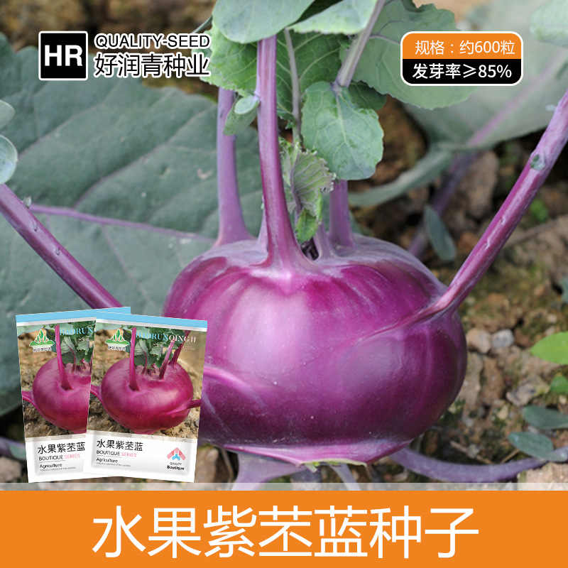 厂家批发水果紫苤蓝种子紫色苤兰甜脆春秋季丕兰四季盆栽菜种种孑