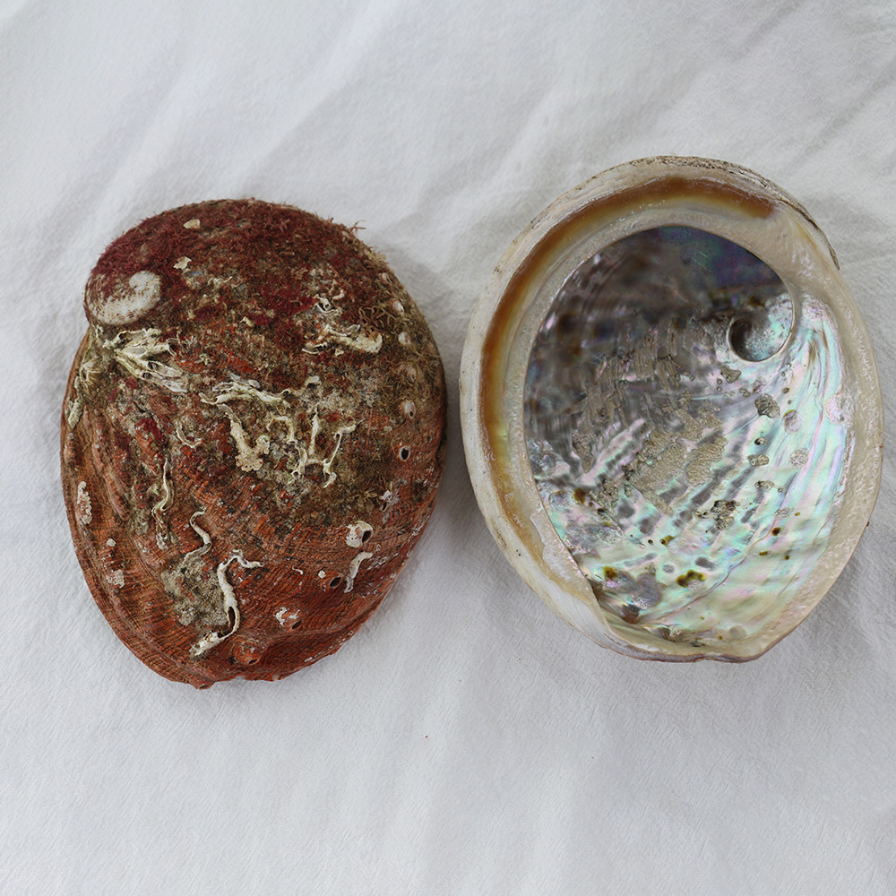 鲍鱼壳黑金鲍银鲍美国红鲍烟熏鲍鱼容器完整鲍鱼壳代发黄金鲍鱼壳