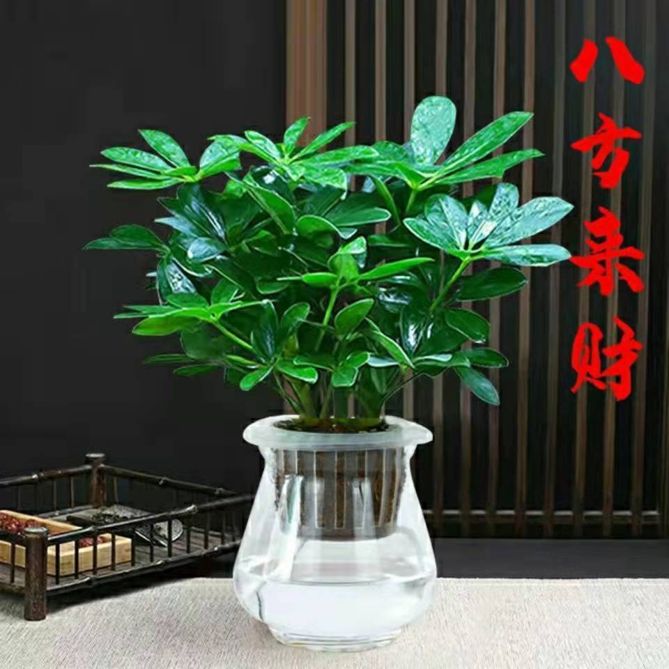 【水培特色绿植】八方来财盆栽绿植花卉鸭脚木发财树四季长青