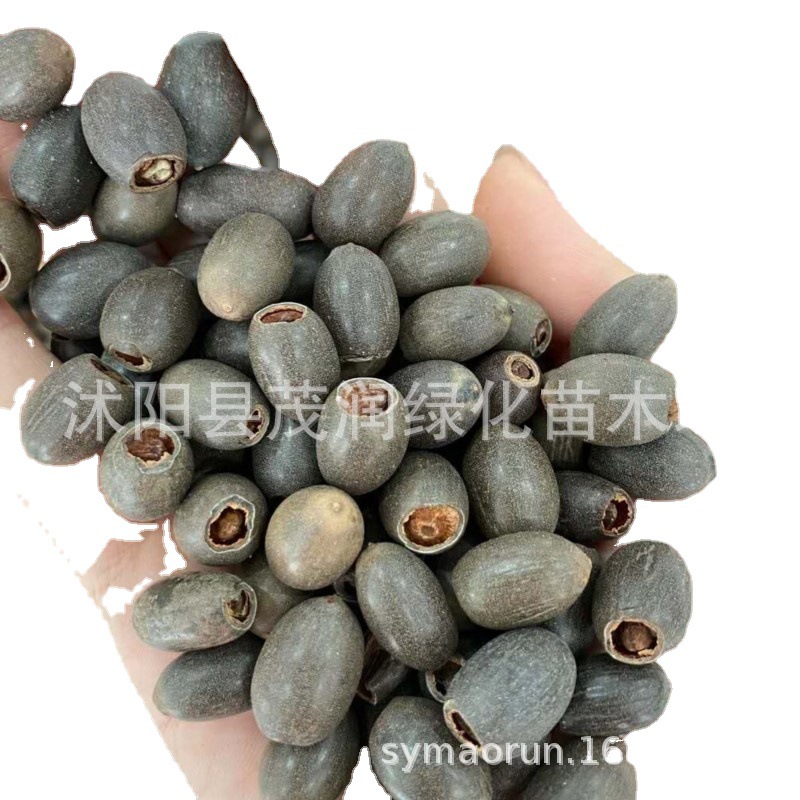 荷花种子水培观花开口种子盆栽绿植室内水养花卉花种籽非碗莲种子