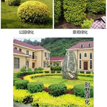 金叶女贞园林绿化树苗大全庭院绿篱耐寒工程绿花园林植物花草树木