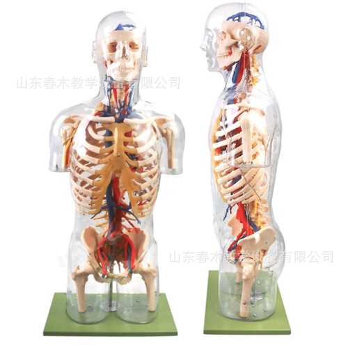 生物教学人体模型,透明半身躯干附主要血管神经模型人体解剖模型