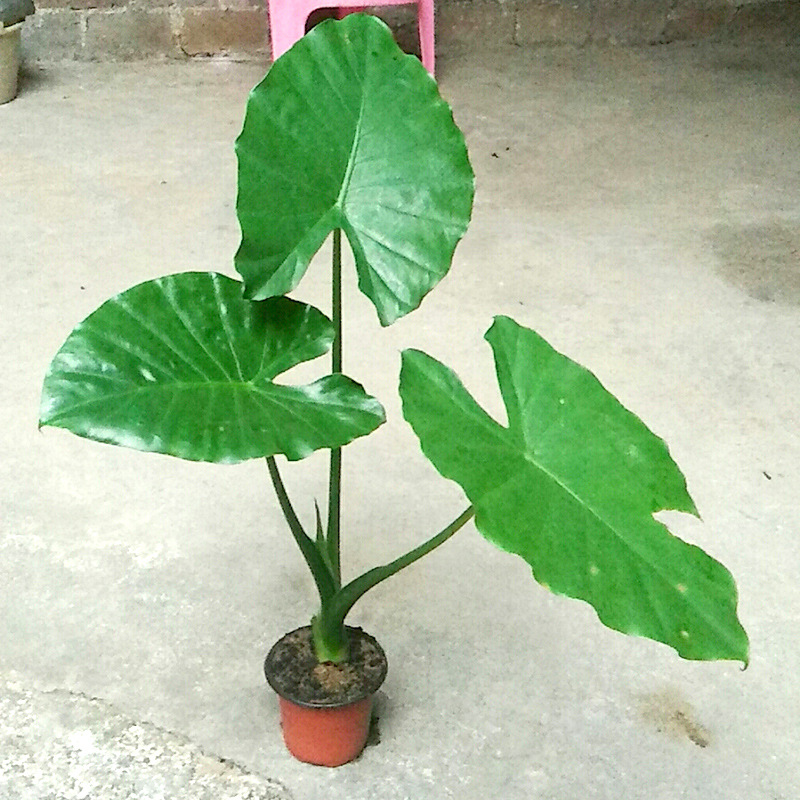 绿植大型植物盆栽土水培花卉海芋办公室大叶盆景室内鲜花宠物及园