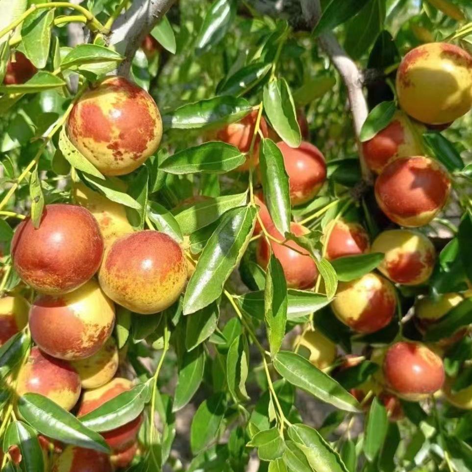 ii山东沾化冬枣脆甜枣红枣应季新鲜水果大枣批发招代理