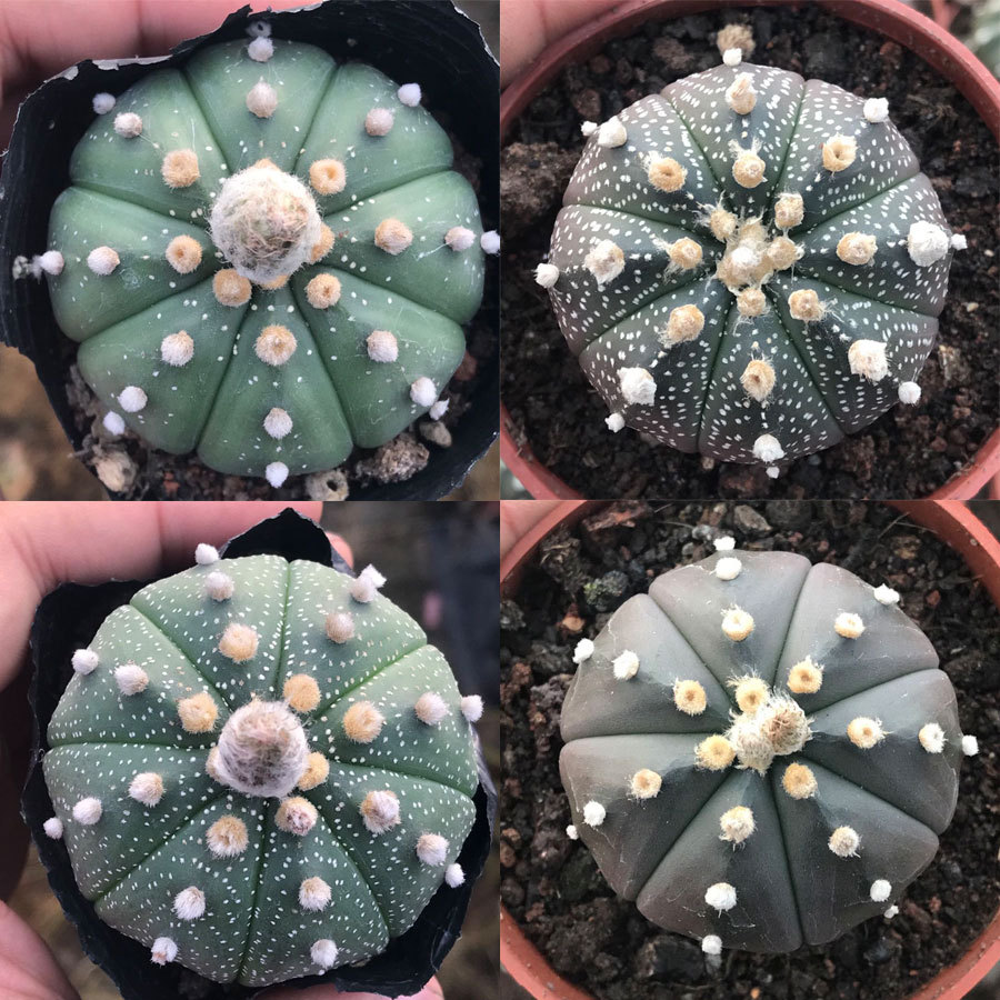 实生星兜紫皮琉璃大疣超星兜 泰国海星兜仙人球多肉植物