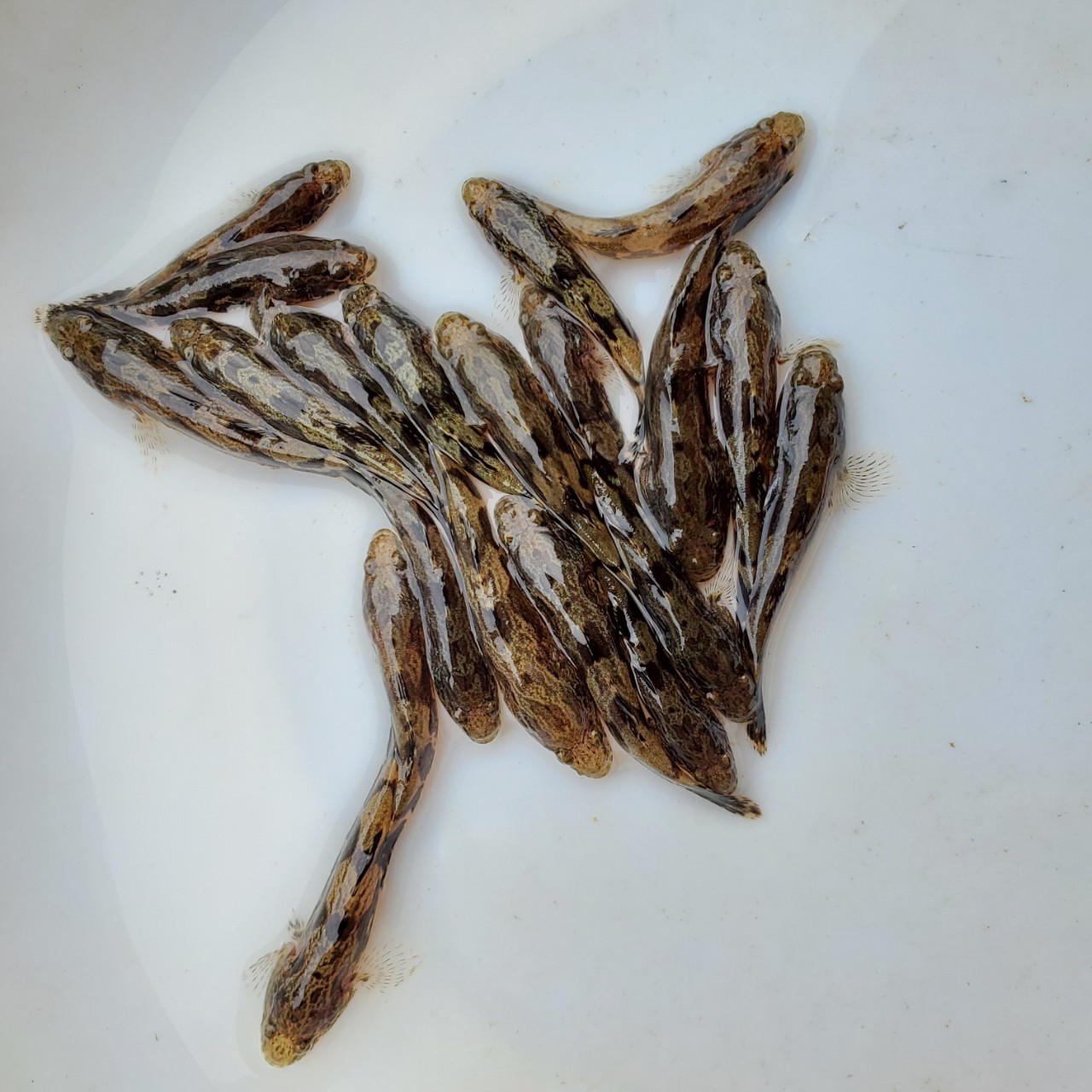 鱼苗 笋壳鱼苗 杂交笋壳鱼苗 澳州笋壳鱼苗 泰国笋壳鱼苗