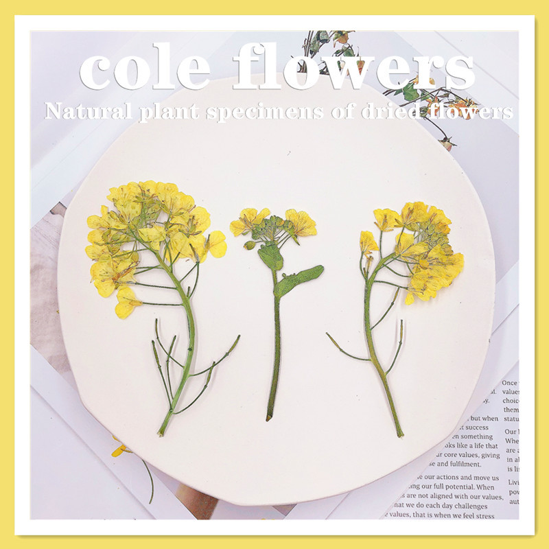 9万朵相似油菜花/干花压花材料植物标本教学diy滴胶押花手机壳美甲