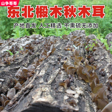 东北黑木耳干货新特产小碗耳长白山半野生椴木无根软糯干木耳500g