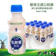 原味乳酸菌夏季饮品风味牛奶益生菌酸奶0脂养胃早餐奶 品质保障
