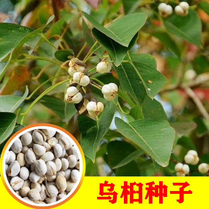 新采乌桕种子腊子树种子山乌桕种子桕子树乔木木子树种籽