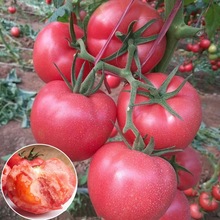 毛粉柿子西红柿种籽蔬菜种孑农博粉大粉番茄种子苗老品种四季盆栽